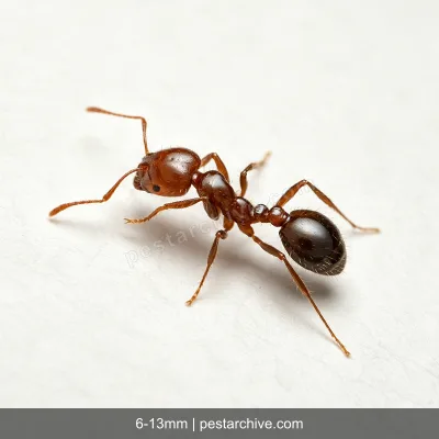 Ants (Sugar ants, Pavement ants, Odorous house ants) | pestarchive.com