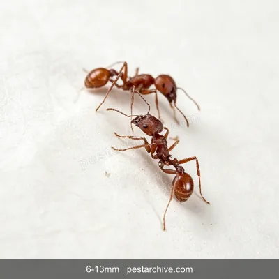 Ants (Sugar ants, Pavement ants, Odorous house ants) | pestarchive.com