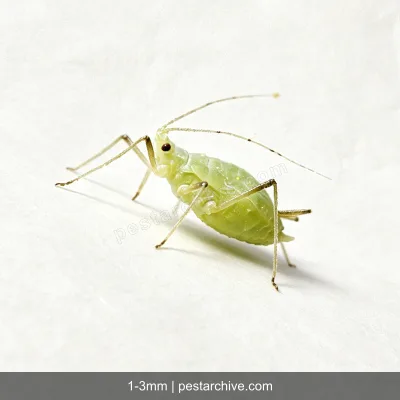 Aphids (Plant lice, Greenfly, Blackfly) | pestarchive.com