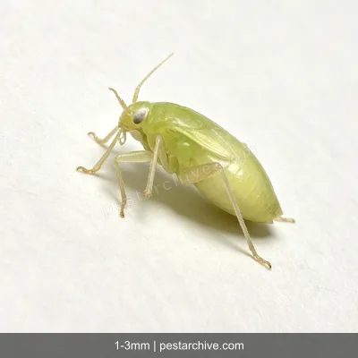 Aphids (Plant lice, Greenfly, Blackfly) | pestarchive.com
