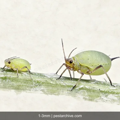 Aphids (Plant lice, Greenfly, Blackfly) | pestarchive.com