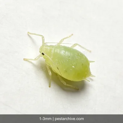 Aphids (Plant lice, Greenfly, Blackfly) | pestarchive.com