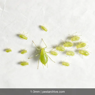 Aphids (Plant lice, Greenfly, Blackfly) | pestarchive.com