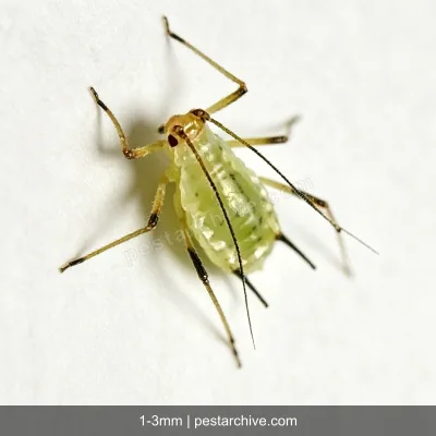 Aphids (Plant lice, Greenfly, Blackfly) | pestarchive.com