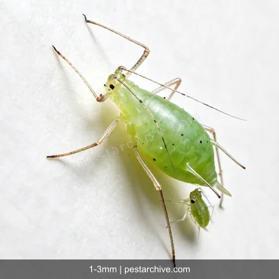 Aphids (Plant lice, Greenfly, Blackfly) | pestarchive.com