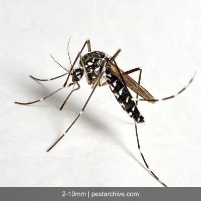 Asian Tiger Mosquitoes (Tiger mosquito, Forest day mosquito) | pestarchive.com