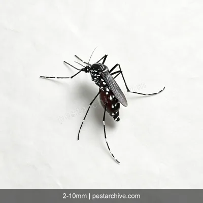 Asian Tiger Mosquitoes (Tiger mosquito, Forest day mosquito) | pestarchive.com