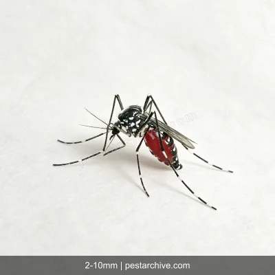 Asian Tiger Mosquitoes (Tiger mosquito, Forest day mosquito) | pestarchive.com