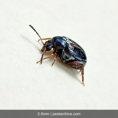 Bean Weevils (Cowpea weevil, Seed beetle, Pulse beetle) | pestarchive.com