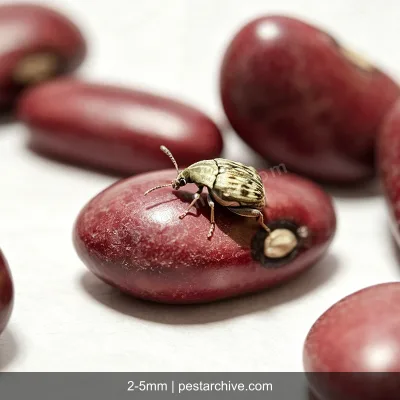Bean Weevils (Cowpea weevil, Seed beetle, Pulse beetle) | pestarchive.com