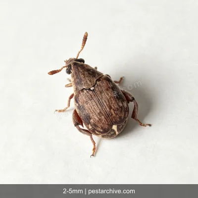 Bean Weevils (Cowpea weevil, Seed beetle, Pulse beetle) | pestarchive.com