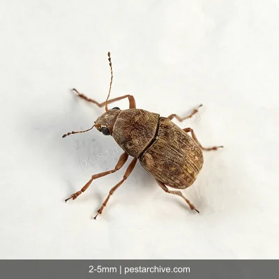 Bean Weevils (Cowpea weevil, Seed beetle, Pulse beetle) | pestarchive.com