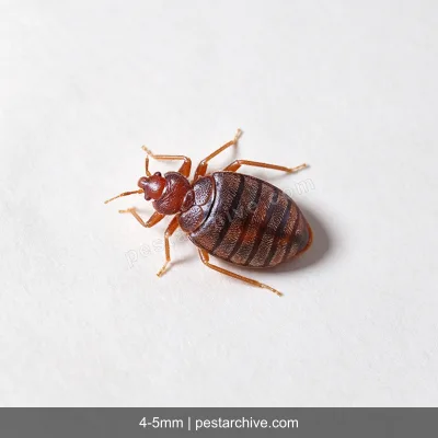 Bed Bugs (Common bed bug, Tropical bed bug, Mahogany flat) | pestarchive.com