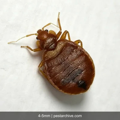 Bed Bugs (Common bed bug, Tropical bed bug, Mahogany flat) | pestarchive.com