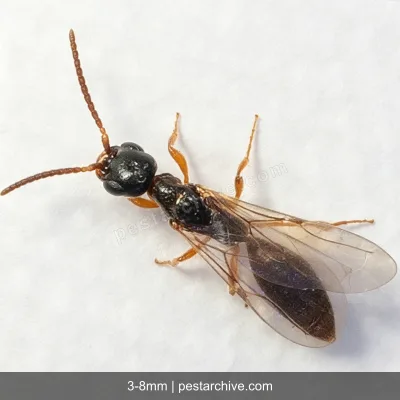 Bethylid Wasps (Parasitic wasp, Flat wasp) | pestarchive.com