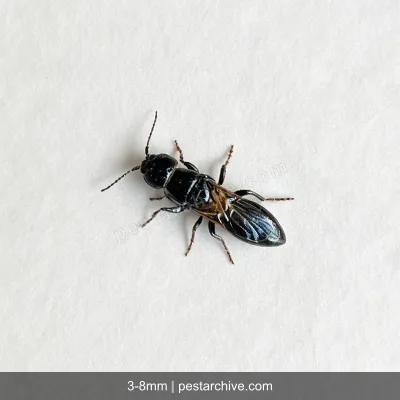 Bethylid Wasps (Parasitic wasp, Flat wasp) | pestarchive.com
