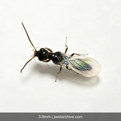 Bethylid Wasps (Parasitic wasp, Flat wasp) | pestarchive.com