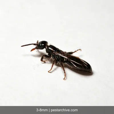Bethylid Wasps (Parasitic wasp, Flat wasp) | pestarchive.com
