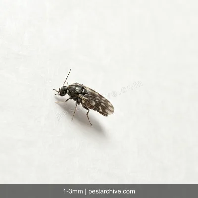 Biting Midges (No-see-ums, Punkies, Sand gnats) | pestarchive.com
