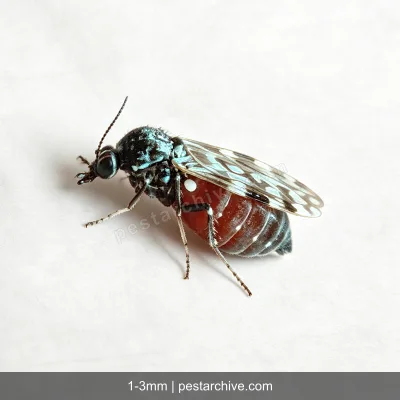 Biting Midges (No-see-ums, Punkies, Sand gnats) | pestarchive.com