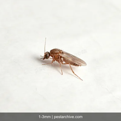Biting Midges (No-see-ums, Punkies, Sand gnats) | pestarchive.com