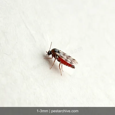 Biting Midges (No-see-ums, Punkies, Sand gnats) | pestarchive.com