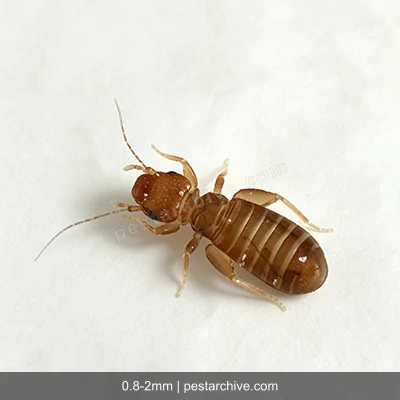 Booklice (Psocids, Barklice, Paper lice) | pestarchive.com