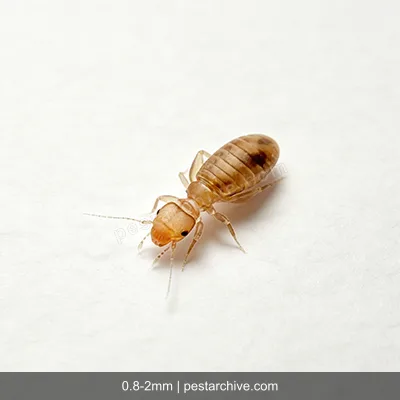 Booklice (Psocids, Barklice, Paper lice) | pestarchive.com