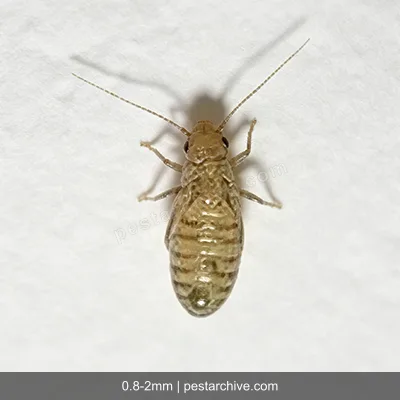 Booklice (Psocids, Barklice, Paper lice) | pestarchive.com