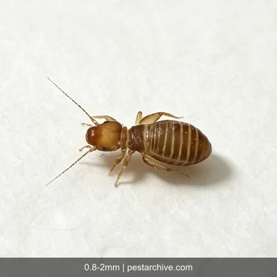 Booklice (Psocids, Barklice, Paper lice) | pestarchive.com