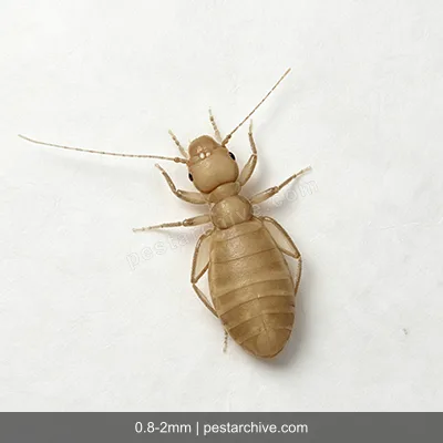 Booklice (Psocids, Barklice, Paper lice) | pestarchive.com