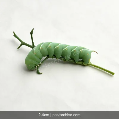 Cabbage Worms (Cabbage white caterpillar, Imported cabbage worm) | pestarchive.com
