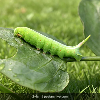 Cabbage Worms (Cabbage white caterpillar, Imported cabbage worm) | pestarchive.com
