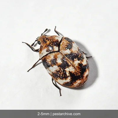 Carpet Beetles (Varied carpet beetle, Black carpet beetle, Buffalo beetle) | pestarchive.com