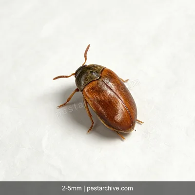 Carpet Beetles (Varied carpet beetle, Black carpet beetle, Buffalo beetle) | pestarchive.com