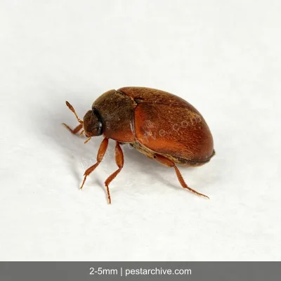 Carpet Beetles (Varied carpet beetle, Black carpet beetle, Buffalo beetle) | pestarchive.com