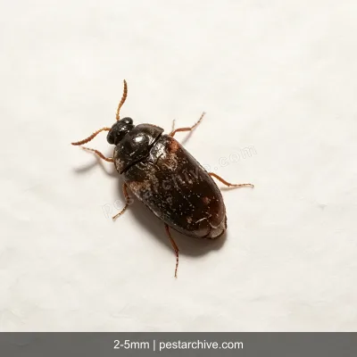 Carpet Beetles (Varied carpet beetle, Black carpet beetle, Buffalo beetle) | pestarchive.com