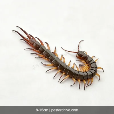 Centipedes (Giant centipede, Scolopendra, Stone centipede) | pestarchive.com