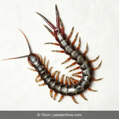 Centipedes (Giant centipede, Scolopendra, Stone centipede) | pestarchive.com