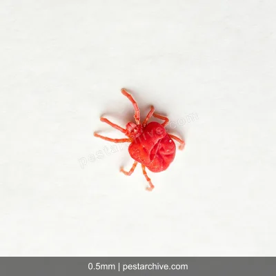 Chiggers (Harvest mites, Red bugs, Berry bugs, Scrub itch mites) | pestarchive.com