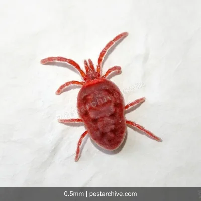 Chiggers (Harvest mites, Red bugs, Berry bugs, Scrub itch mites) | pestarchive.com
