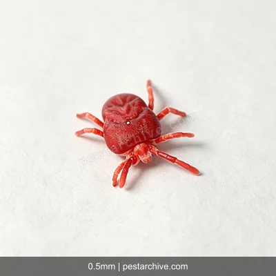 Chiggers (Harvest mites, Red bugs, Berry bugs, Scrub itch mites) | pestarchive.com