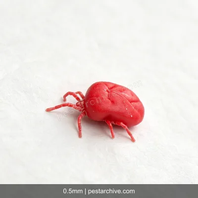 Chiggers (Harvest mites, Red bugs, Berry bugs, Scrub itch mites) | pestarchive.com