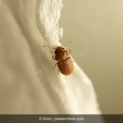 Cigarette Beetles (Tobacco beetle, Warehouse beetle, Herbarium beetle) | pestarchive.com