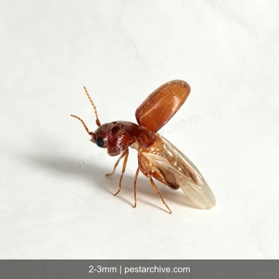 Cigarette Beetles (Tobacco beetle, Warehouse beetle, Herbarium beetle) | pestarchive.com