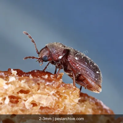 Cigarette Beetles (Tobacco beetle, Warehouse beetle, Herbarium beetle) | pestarchive.com