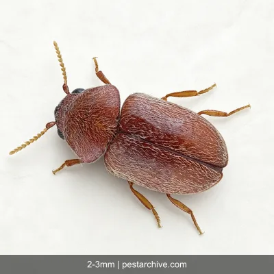 Cigarette Beetles (Tobacco beetle, Warehouse beetle, Herbarium beetle) | pestarchive.com