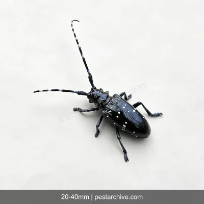 Citrus Longhorn Beetles (Asian longhorned beetle, ALB, Starry sky beetle) | pestarchive.com