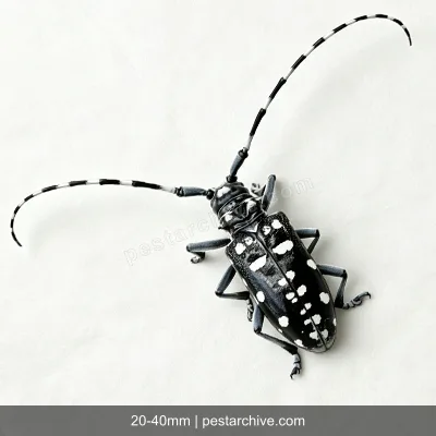 Citrus Longhorn Beetles (Asian longhorned beetle, ALB, Starry sky beetle) | pestarchive.com