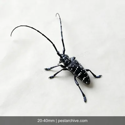Citrus Longhorn Beetles (Asian longhorned beetle, ALB, Starry sky beetle) | pestarchive.com